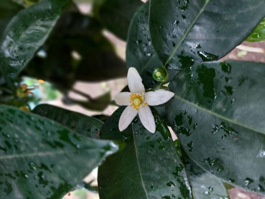 Sorrento: Lemon Garden Tour with Marmalade Tasting - Where you meet La Limonaia in Sorrento (and how to plan your arrival)