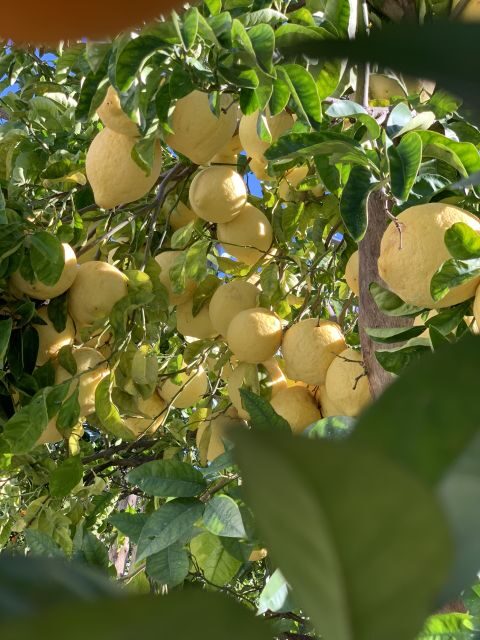 Sorrento: Lemon Garden Tour with Marmalade Tasting - What you’ll smell and feel: timing, shade, and staying comfortable