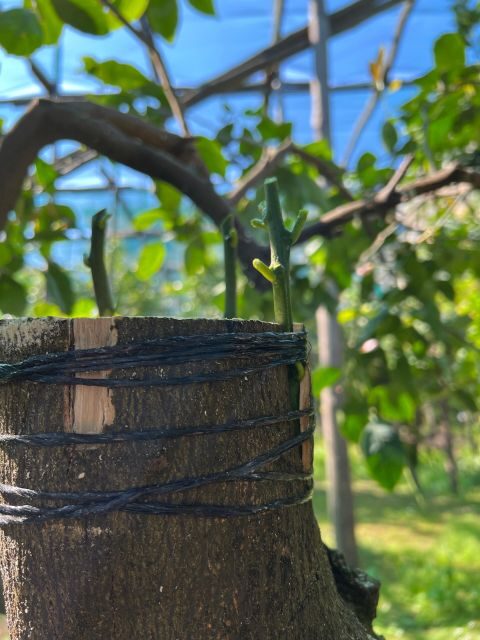 Sorrento: Lemon Garden Tour with Marmalade Tasting - Who should book this lemon garden tour (and who might not love it)