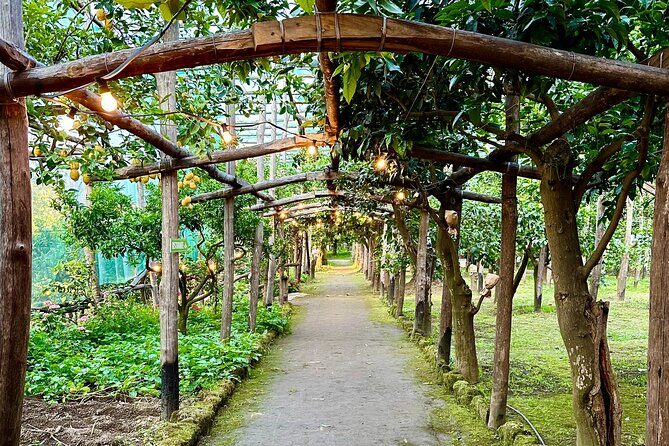 Sorrento Lemon Grove Experience with Local Product Tasting - La Limonaia: A lemon grove stop in the middle of Sorrento