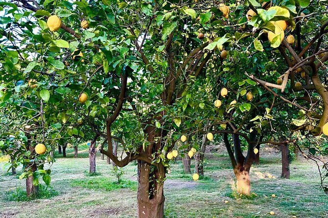 Sorrento Lemon Grove Experience with Local Product Tasting - Should you book the Sorrento Lemon Grove Experience?