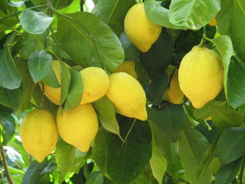 Sorrento: Lemon, Olive Oil and Wine Tasting Tour with Lunch - The orchard walk: olive groves, picking, and oil mill basics