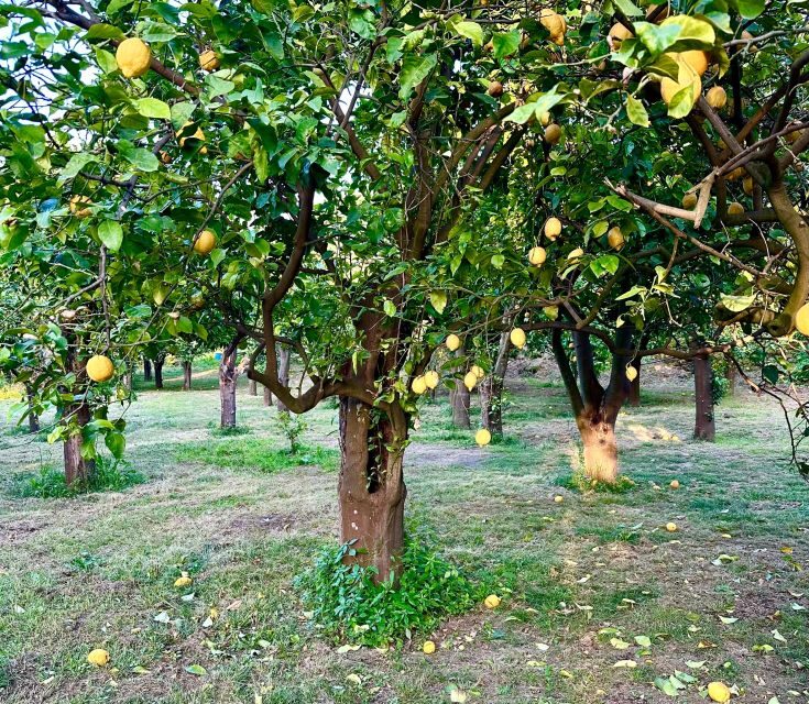 Sorrento Lemon Tour - What you see during the grove visit