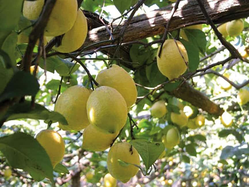 Sorrento: Night time Walking Tour & Limoncello Tasting - Sedil Dominova: the narrow alleys and an ancient city parliament