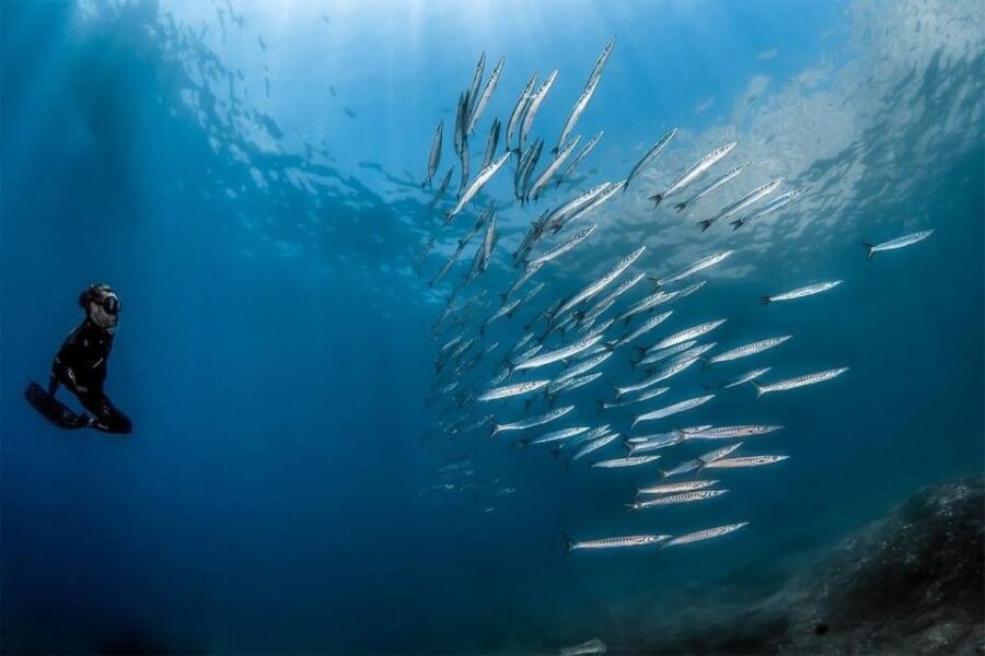 Sorrento: Snorkeling morning tour with a Marine Biologist. - The 45-minute class and safety briefing before you hit the water