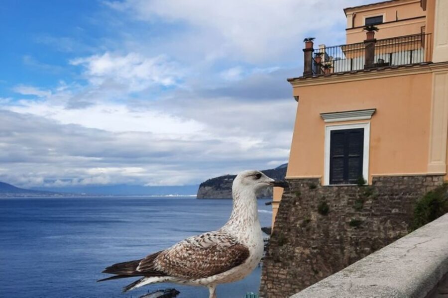 Sorrento: walking in the Grand Tour with stunning landscapes - Public Garden panoramas and the songs behind Anema e core