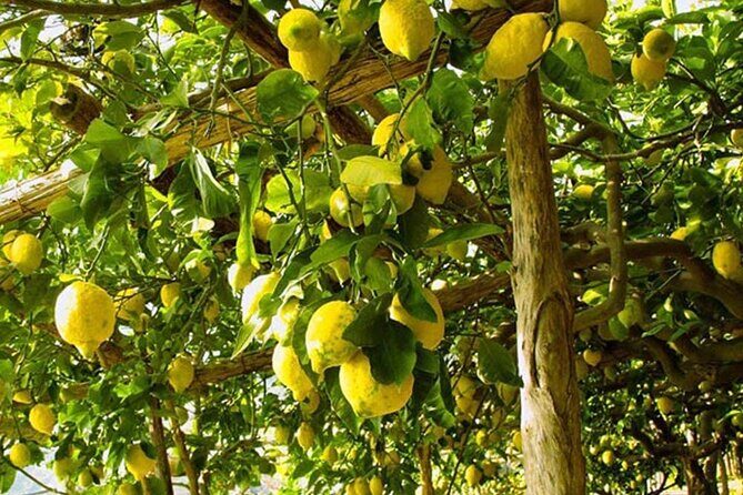 Sorrento Walking Tour & Limoncello Tasting - Centro Storico Alleys: Wood Inlay, Lemon Logic, and a Better Way to Walk