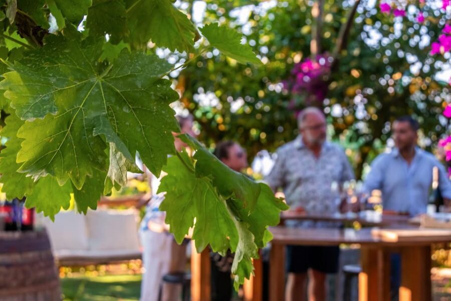 Sorrento: Wine Tasting Overlooking the Sea in a Lemon Grove - Why this Sorrento wine tasting feels different than a quick pour
