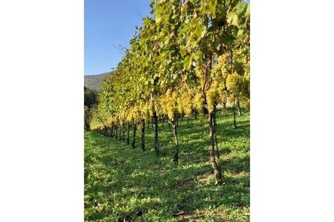Tenuta San Francesco Wine Tasting - Price and value: is $84.11 worth it?