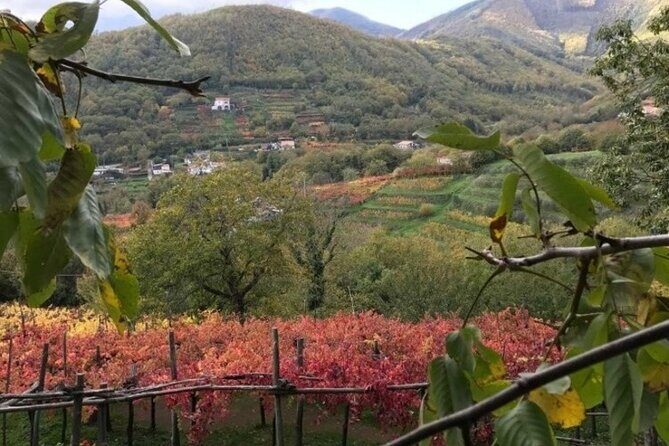 Tenuta San Francesco Wine Tasting - What you actually taste: 3 Tramonti DOC wines with real local food
