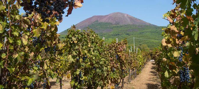 Vesuvius & Vineyard select from Sorrento - How the day runs from Sorrento to Vesuvius