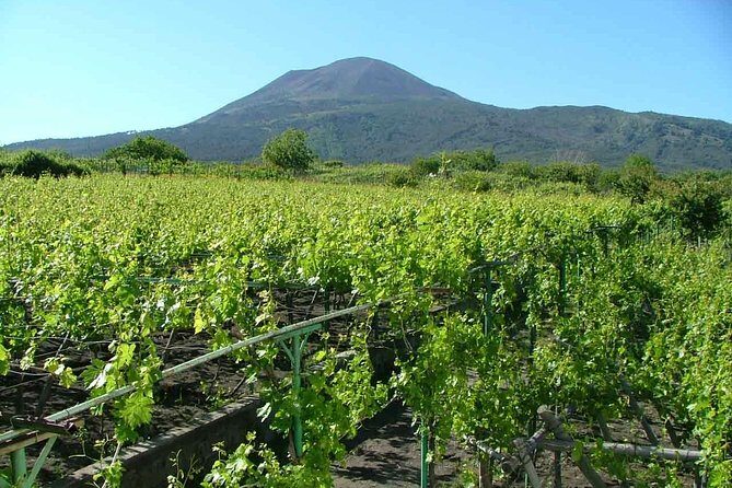 Vesuvius & Vineyard select from Sorrento - Price and value check: $122.70 for volcano + lunch + tasting