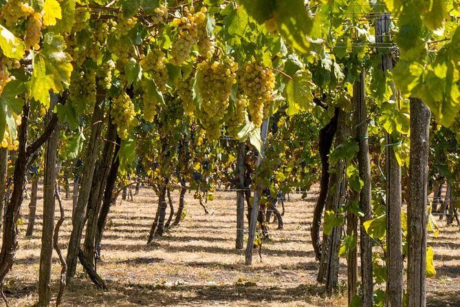 Vesuvius & Vineyard select from Sorrento - My booking advice: should you choose this tour