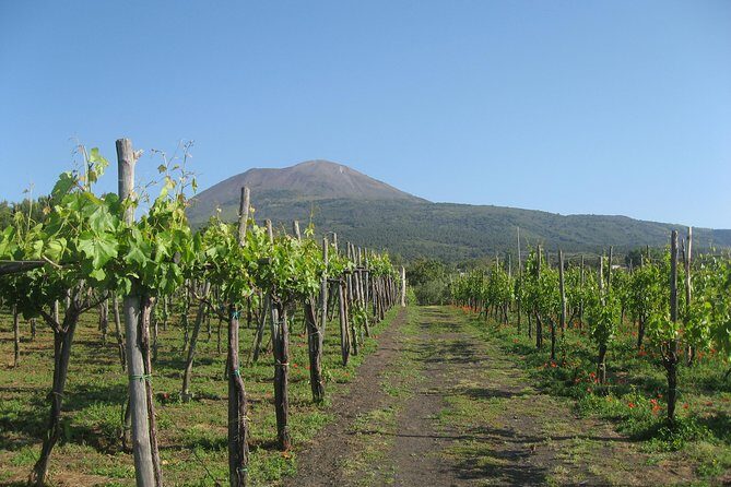 Vesuvius & Vineyard select from Sorrento - The climb in Vesuvius National Park: steep, windy, and worth it