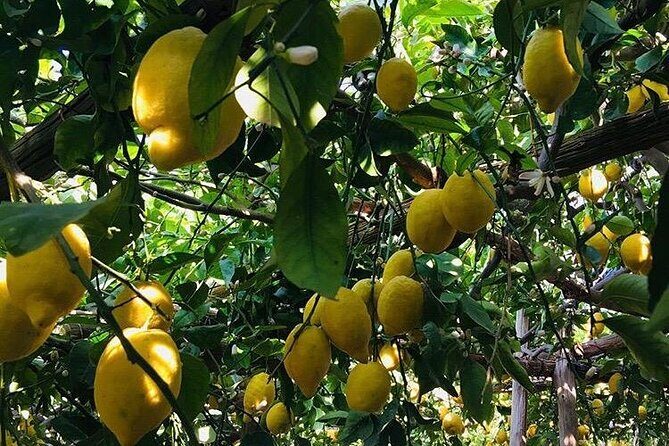 Walking tour from Minori to Maiori along the Path of the Lemons - Your Guide Matters: How Filomena Makes the Walk Easier