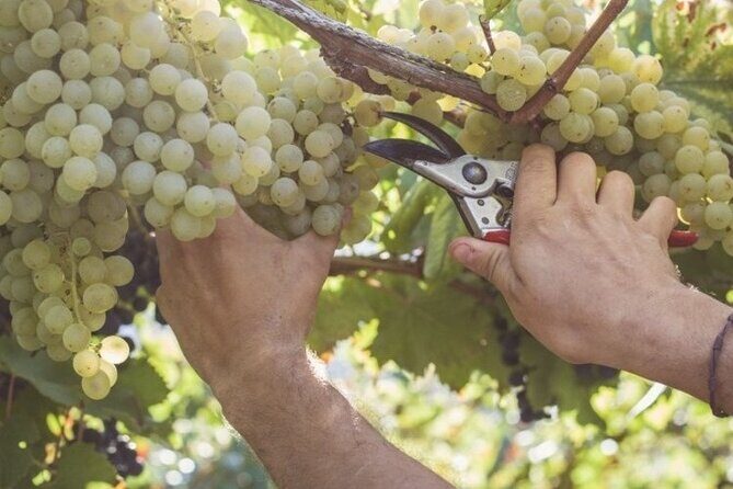 Wine Tour (lunch included) - Lunch in the Cellar: Typical Dishes With Your Tastings