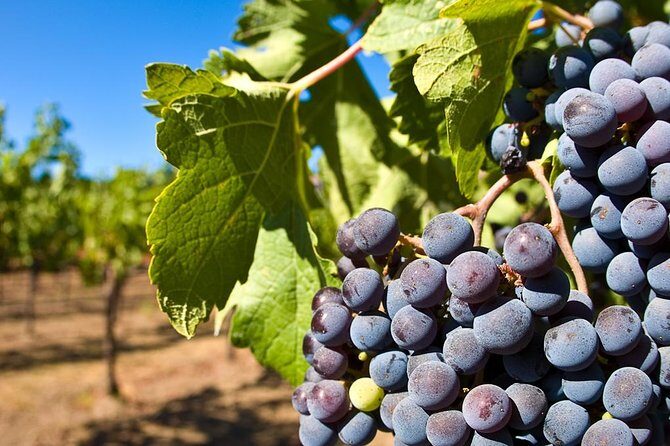 Wine Tour + Pompeii - Vineyard visit near the Vesuvio area: what to expect from the wine stop